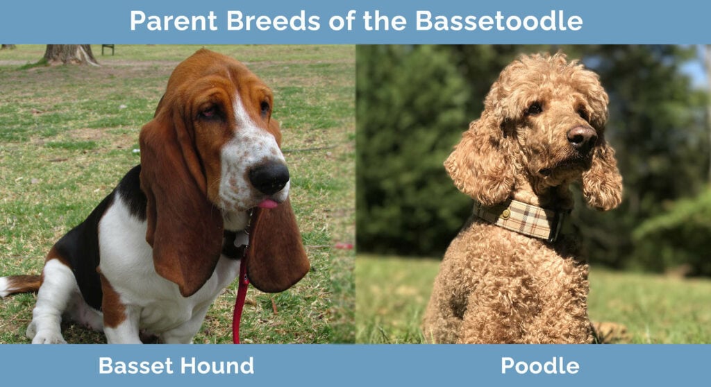 Parent Breeds of the Bassetoodle