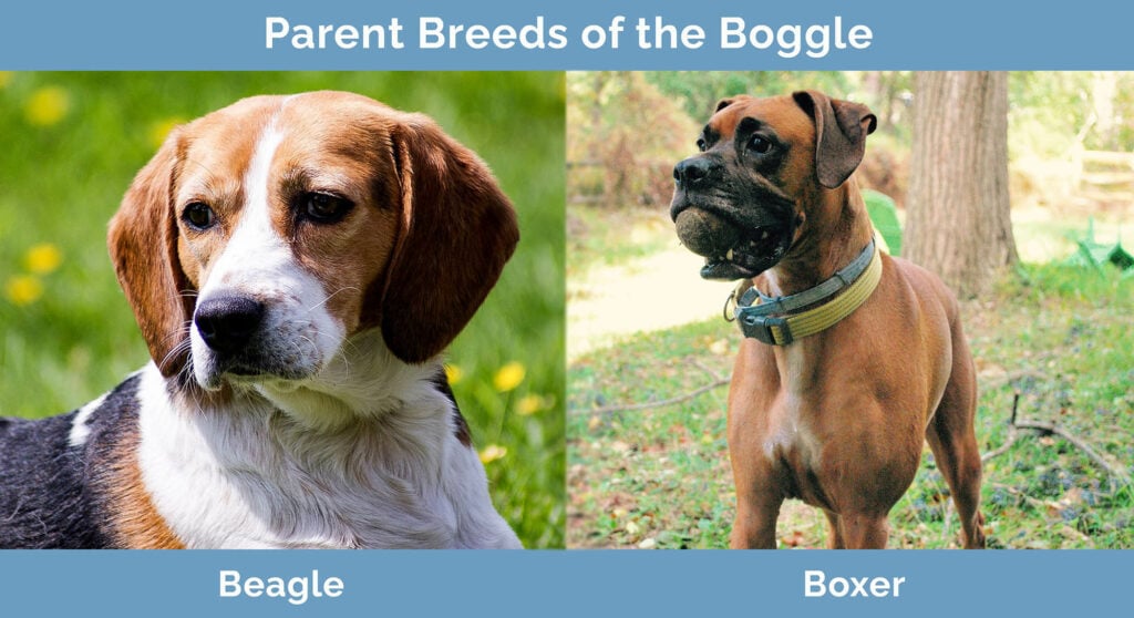 Parent Breeds of the Boggle