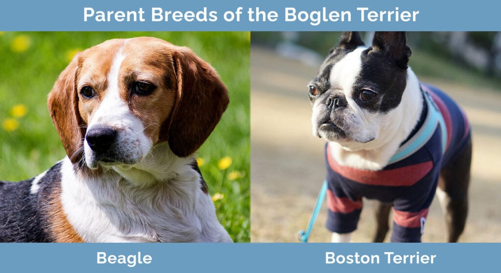 Parent Breeds of the Boglen Terrier