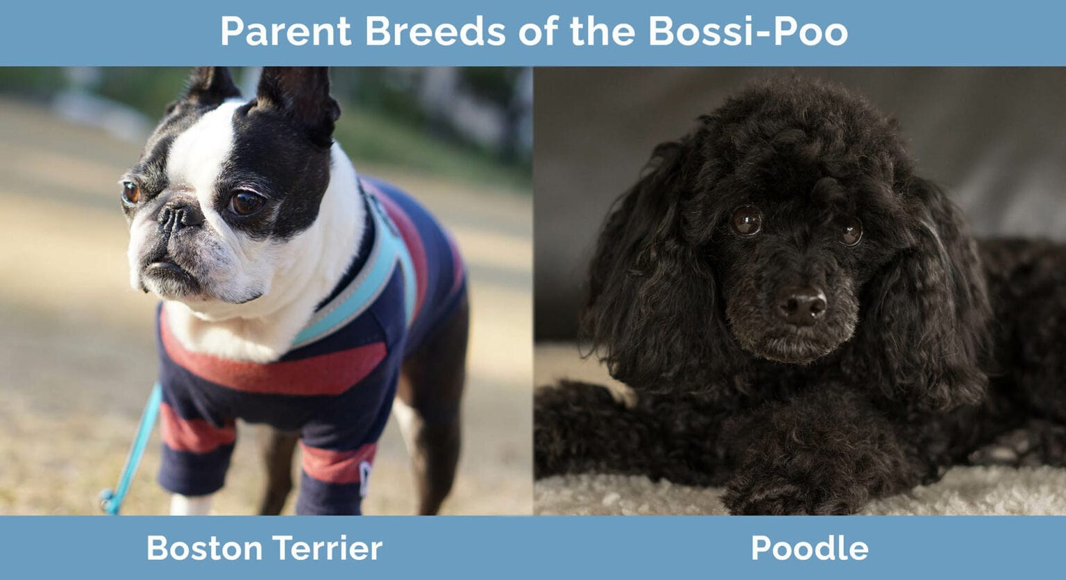 Bossi-Poo (Boston Terrier & Poodle Mix): Info, Pictures ...