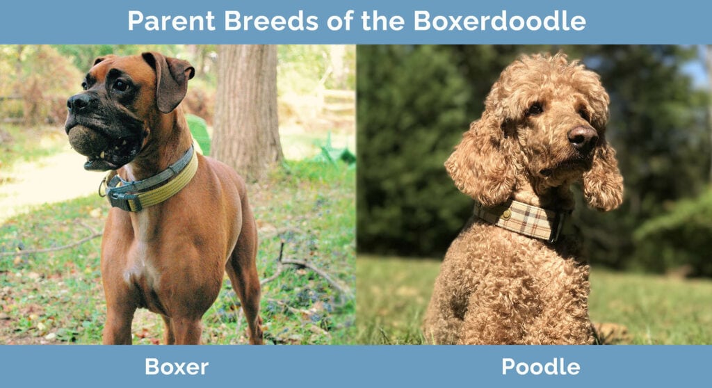 Parents Breeds of the Boxerdoodle