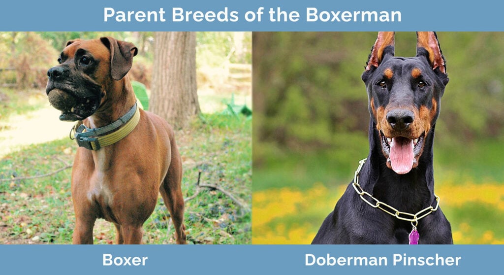 Parent Breeds of the Boxerman
