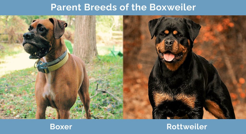 Parents Breeds of the Boxweiler