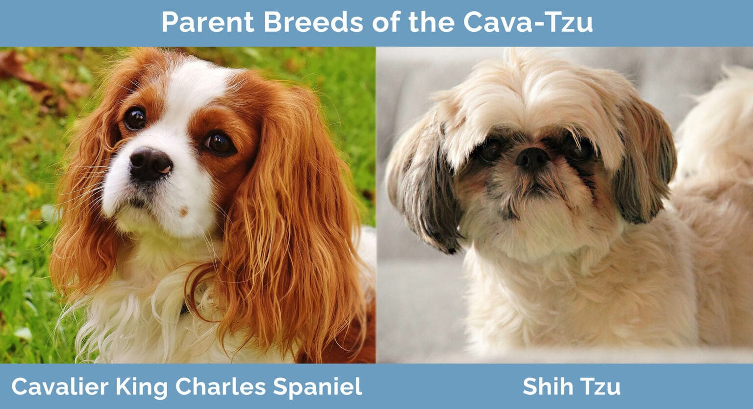 Cava-Tzu (King Charles Spaniel & Shih-Tzu Mix): Info, Pictures ...