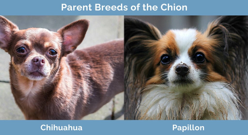 Parent Breeds of the Chion