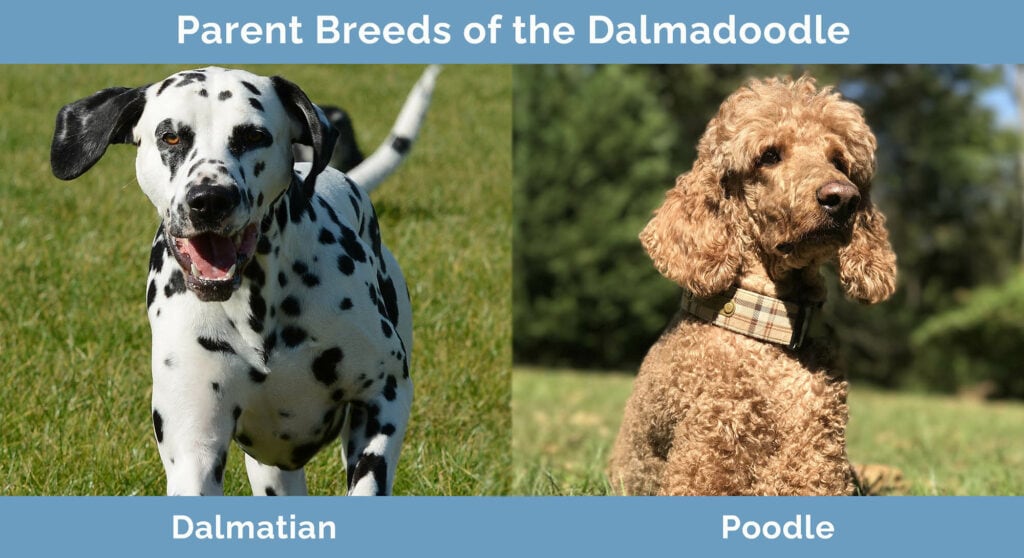 Parent Breeds of the Dalmadoodle
