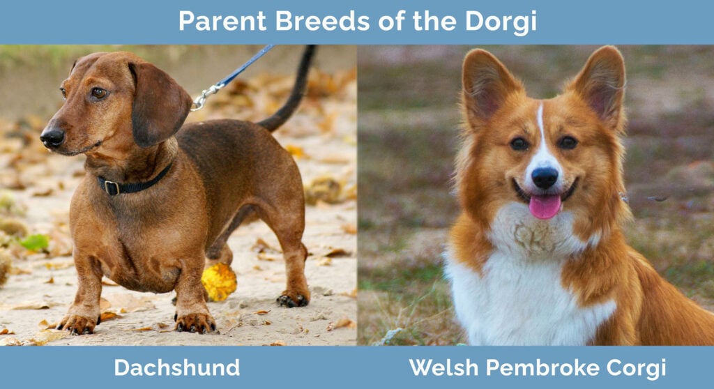 Parent Breeds of the Dorgi
