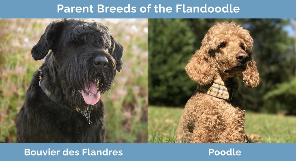 Parent Breeds of the Flandoodle