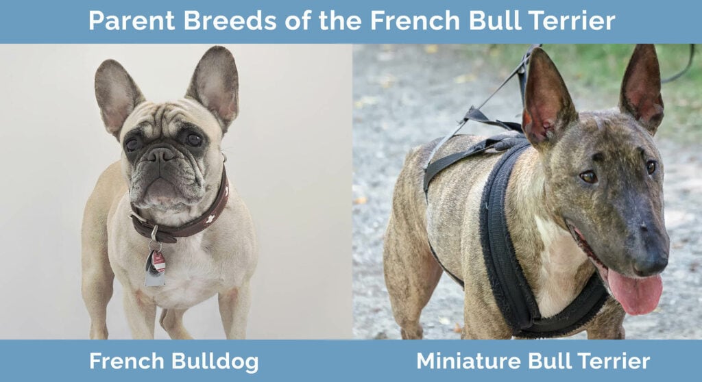 Parent Breeds of the French Bull Terrier