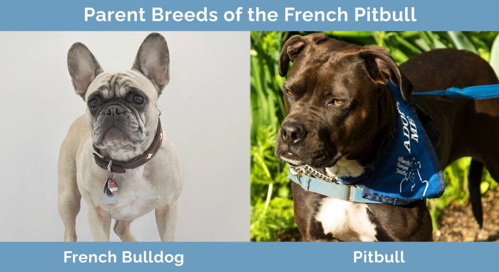 Parent Breeds of the French Pitbull