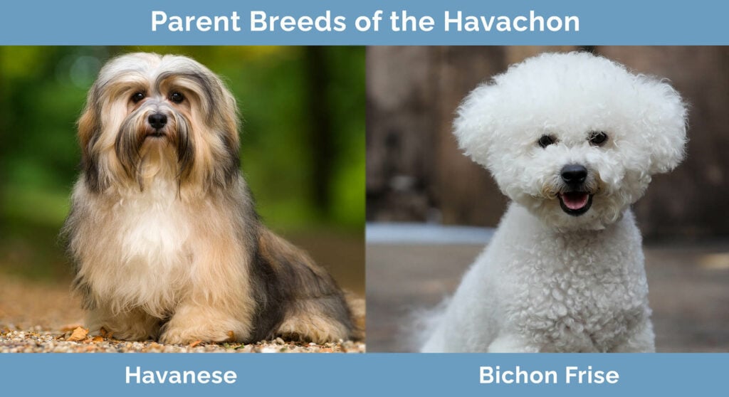 Parent Breeds of the Havachon