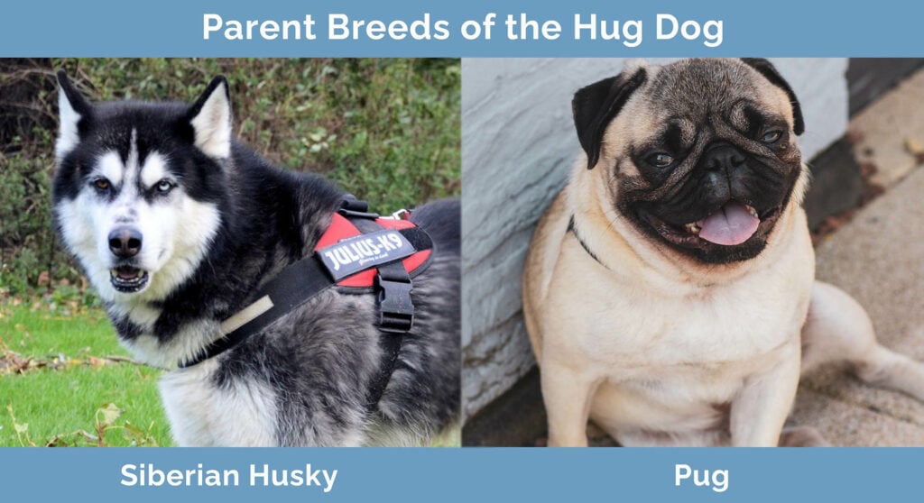 Parent Breeds of the Hug Dog