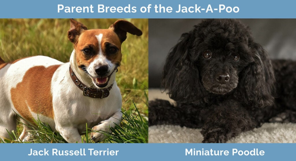 Parent Breeds of the Jack-A-Poo