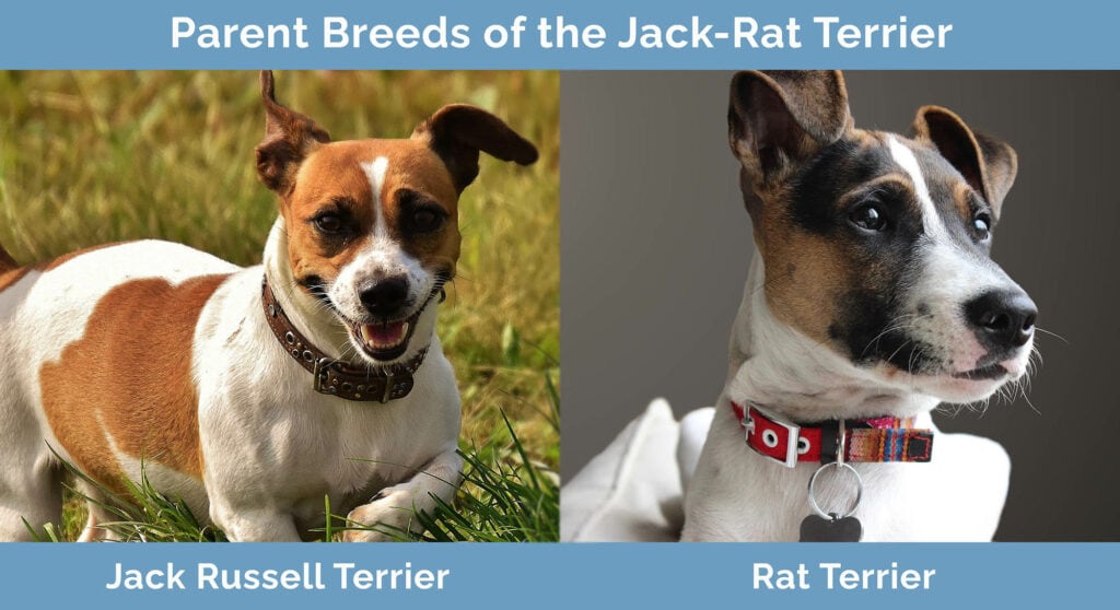 Parent Breeds of the Jack-Rat Terrier