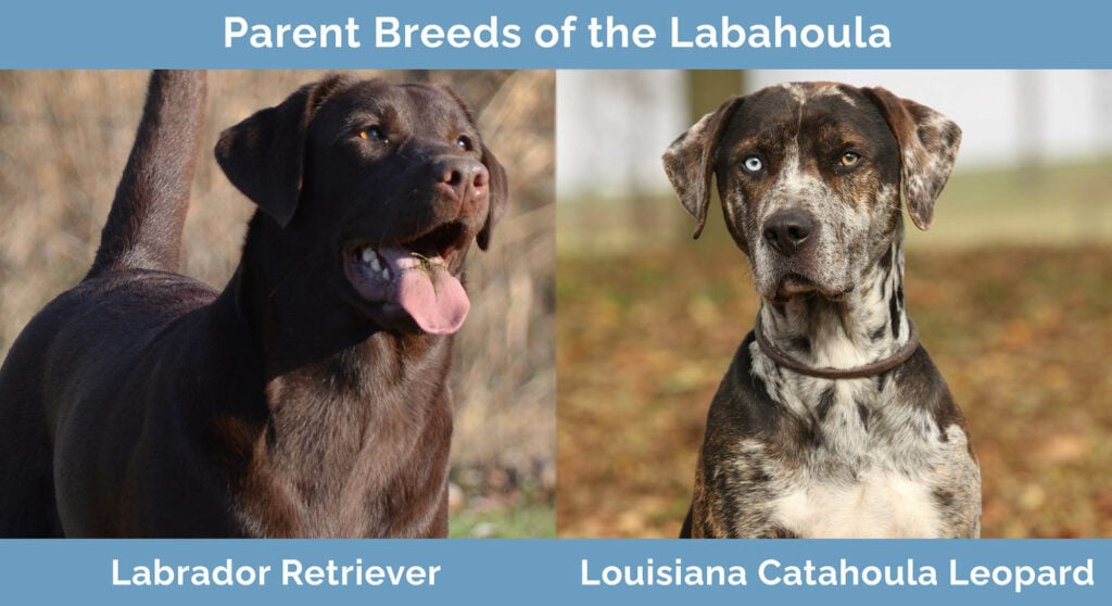 Parent Breeds of the Labahoula