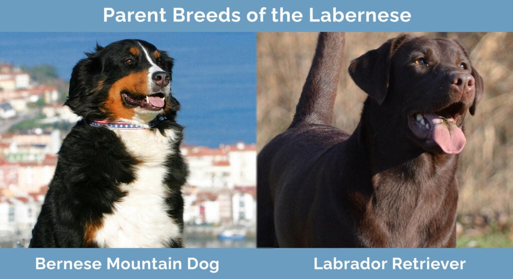 Parent Breeds of the Labernese