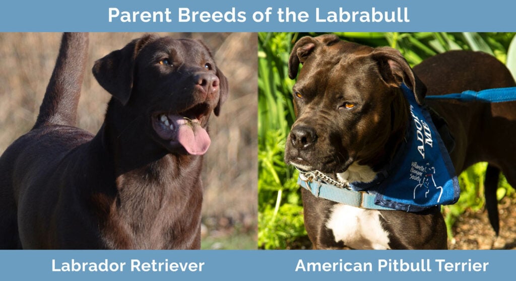 Parents Breeds of the Labrabull