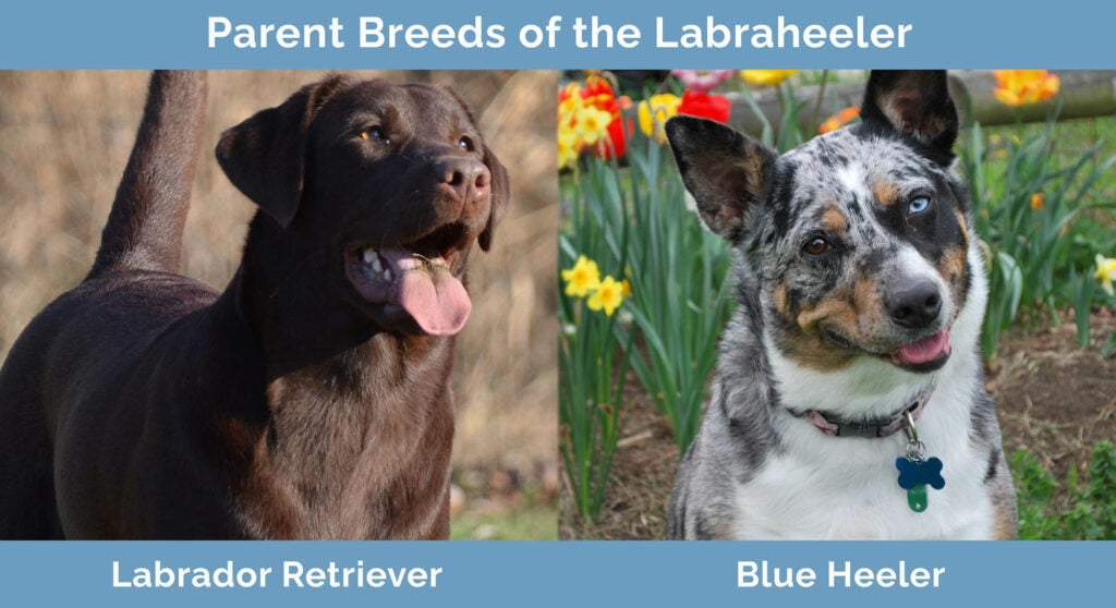 Parent Breeds of the Labraheeler