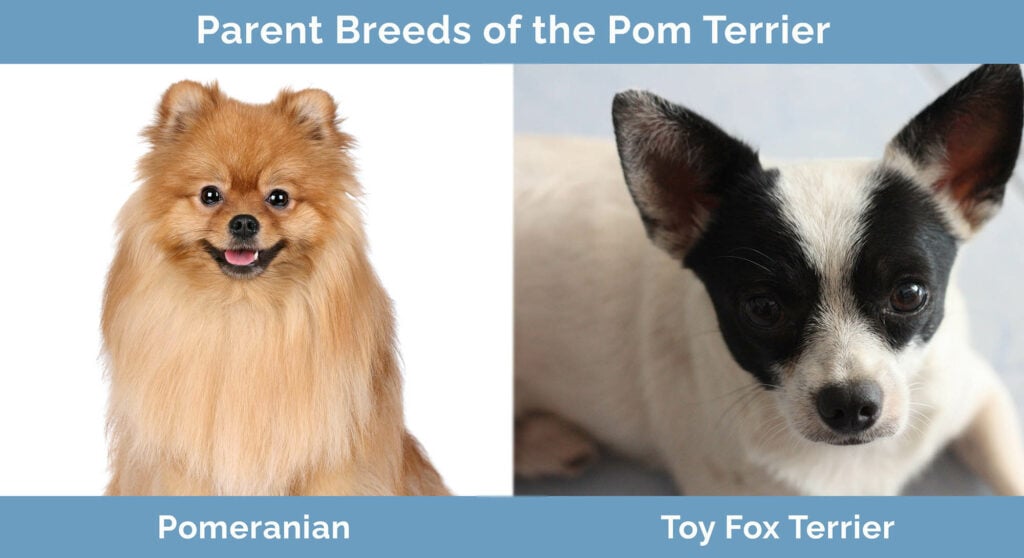 Parent Breeds of the Pom Terrier