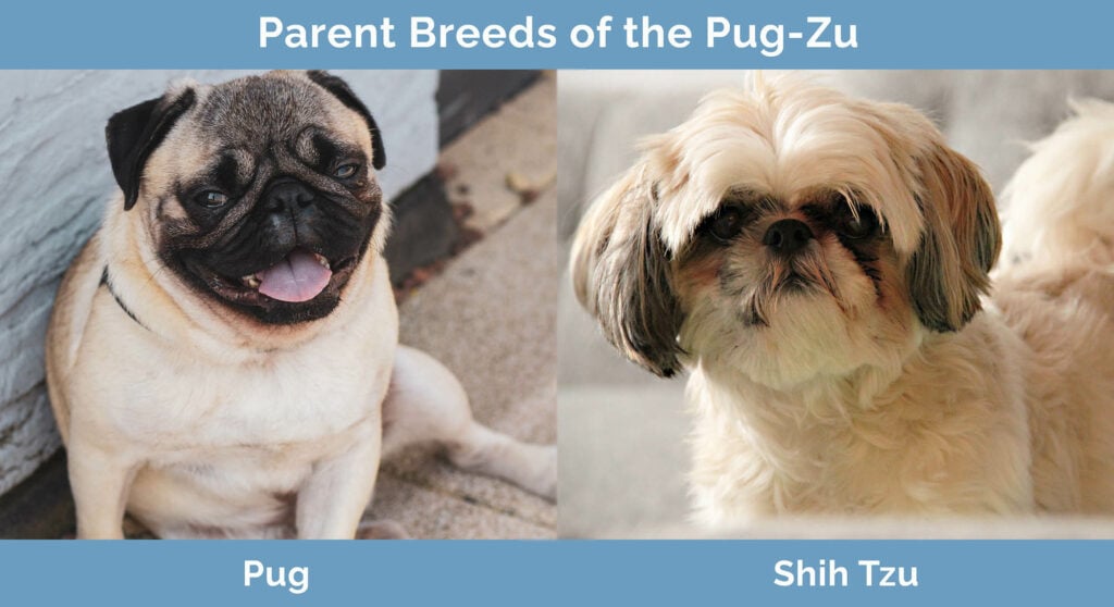 Parent Breeds of the Pug-Zu