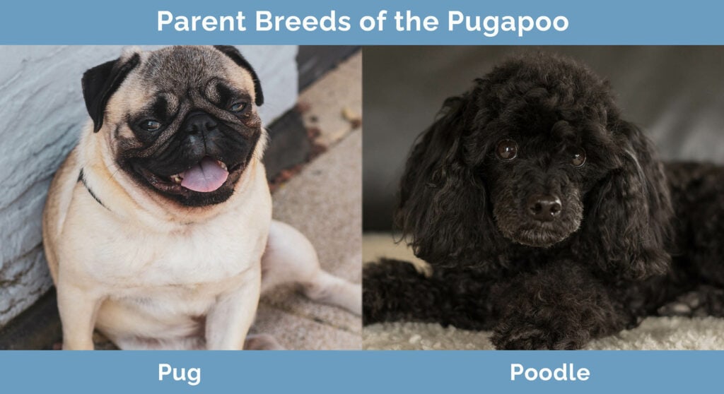 Parents Breeds of the Pugapoo