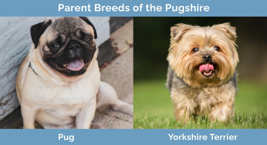 Parent Breeds of the Pugshire