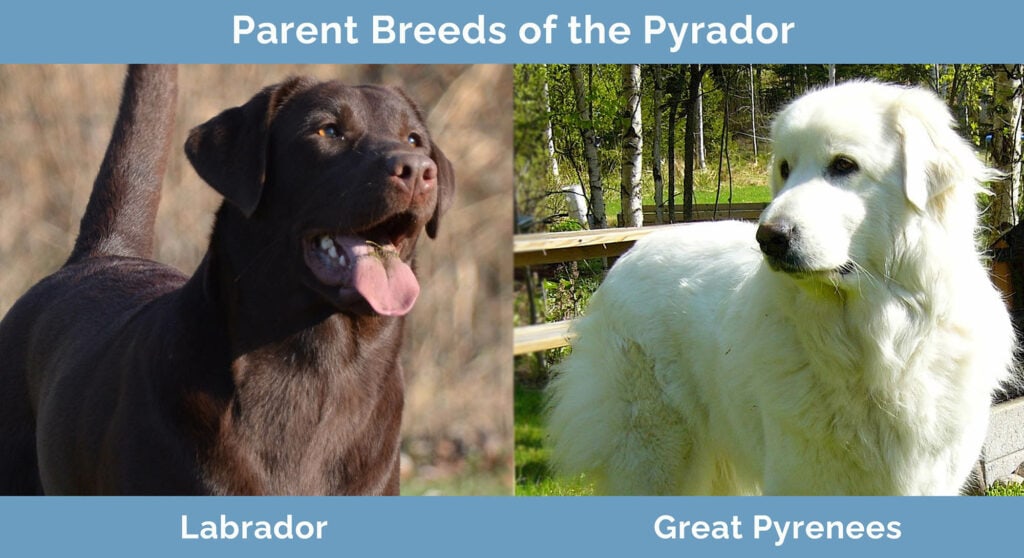 Parent Breeds of the Pyrador