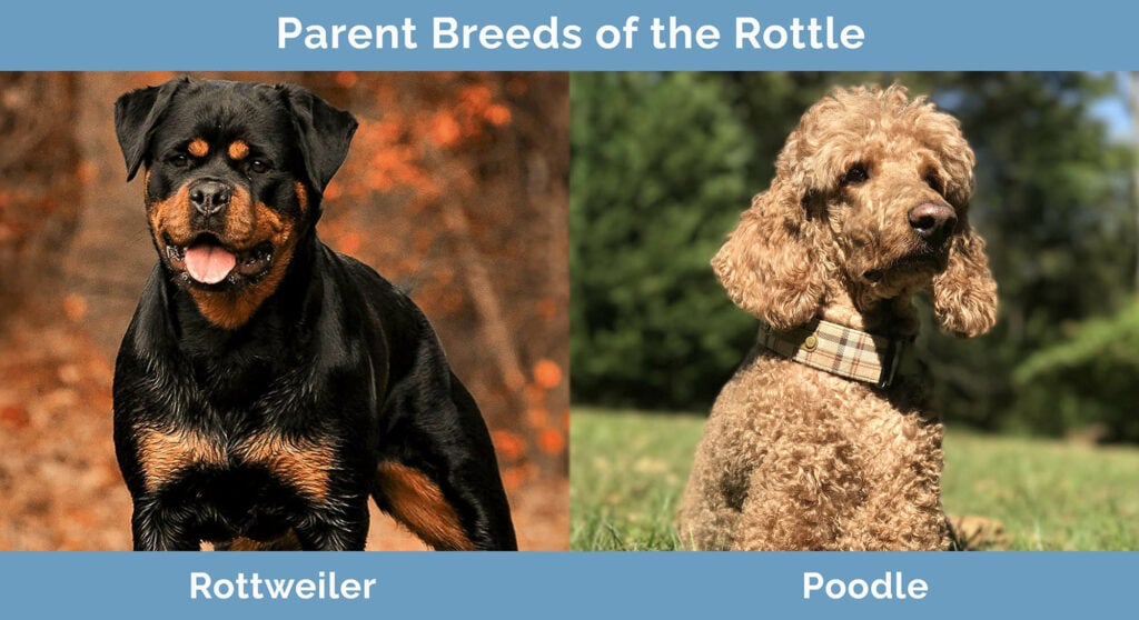 Parent Breeds of the Rottle