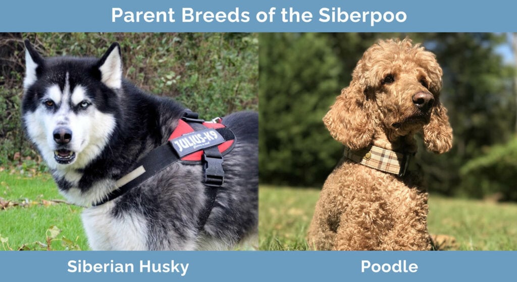 Parent Breeds of the Siberpoo