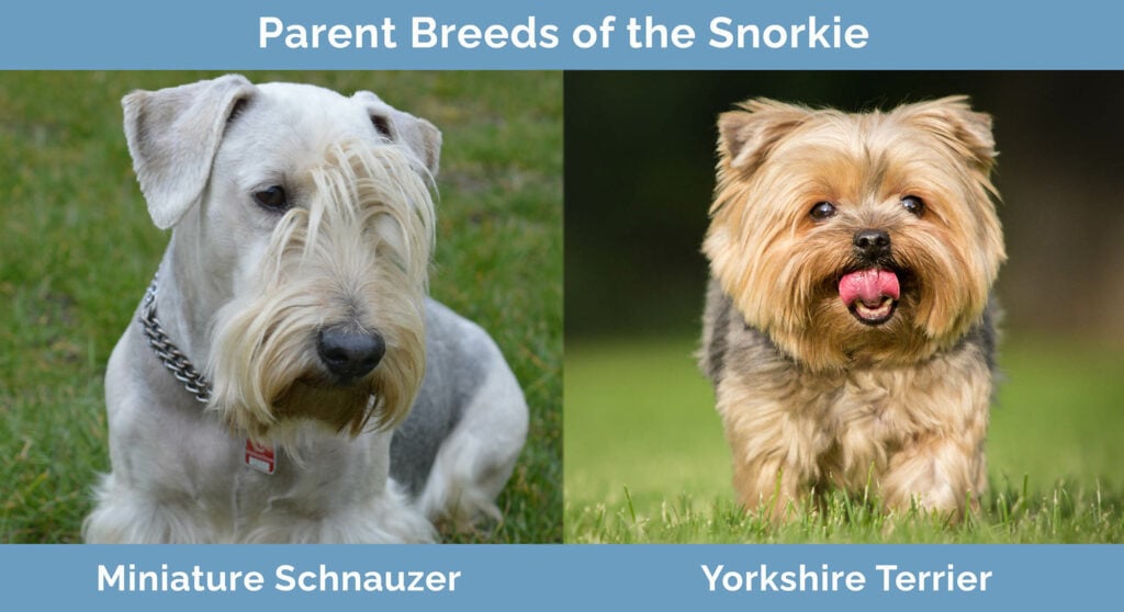 Parents Breeds of the Snorkie