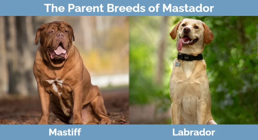 The parent breeds of Mastador