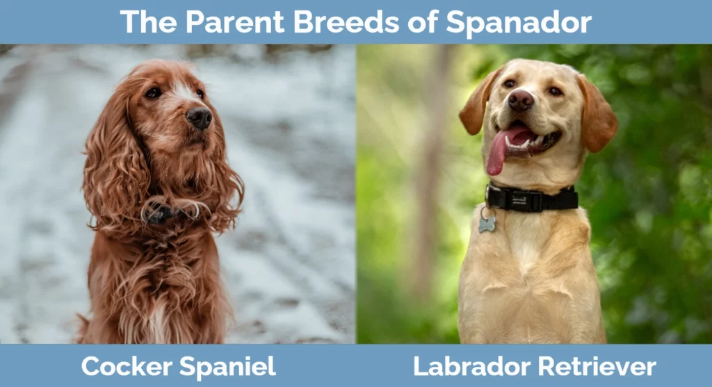 The parent breeds of Spanador