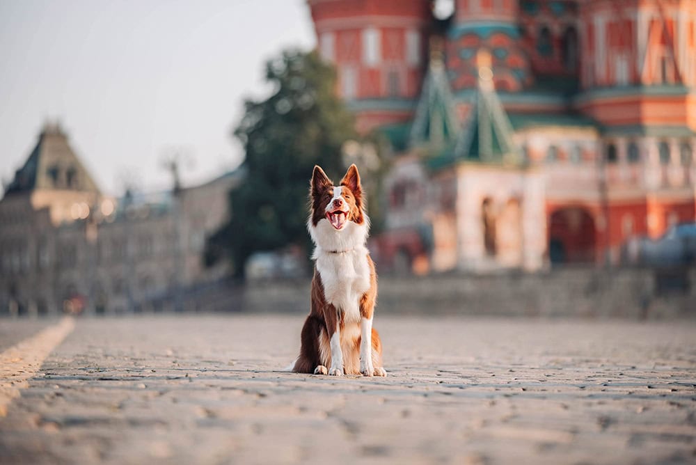 border collie dog sitting at red square