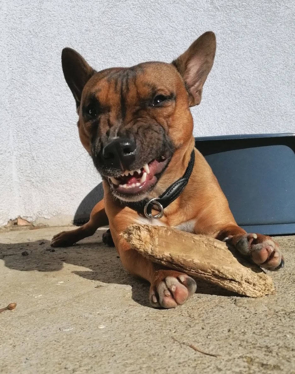 french bull terrier chewing on piece of wood