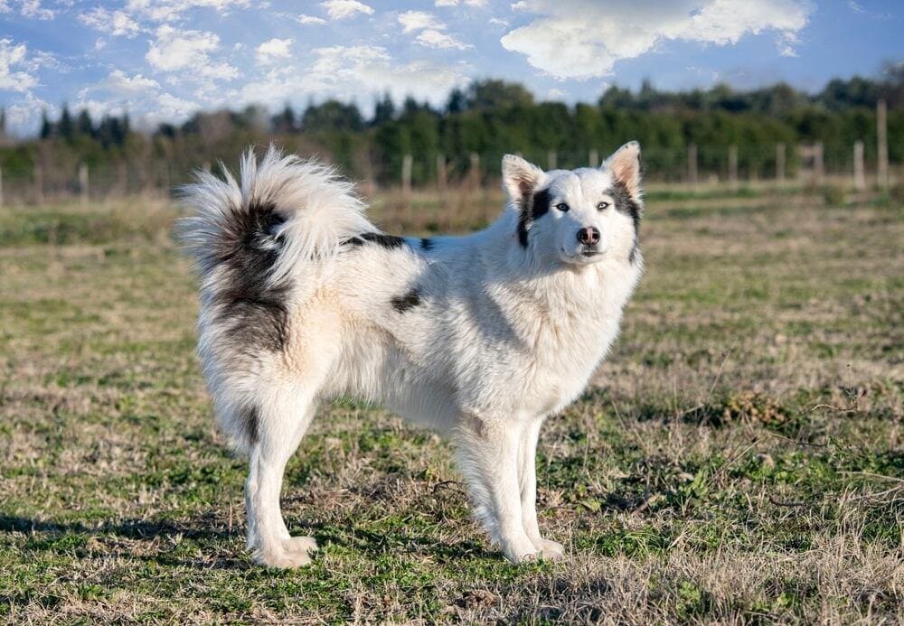 Yakutian Laika in front of a nature background