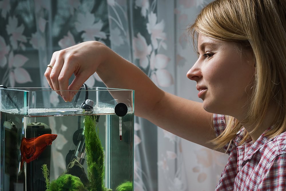 young woman feeding red betta fish