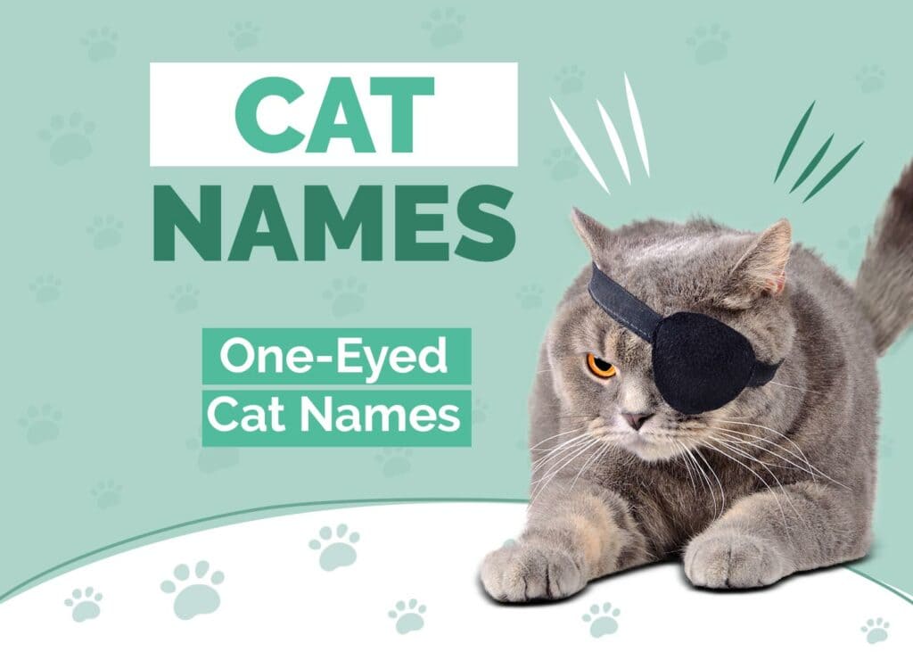 One-Eyed Cat Names