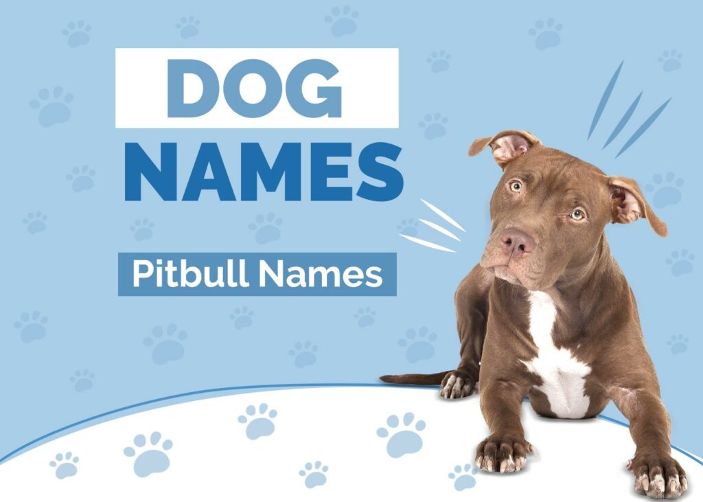Pitbull Names