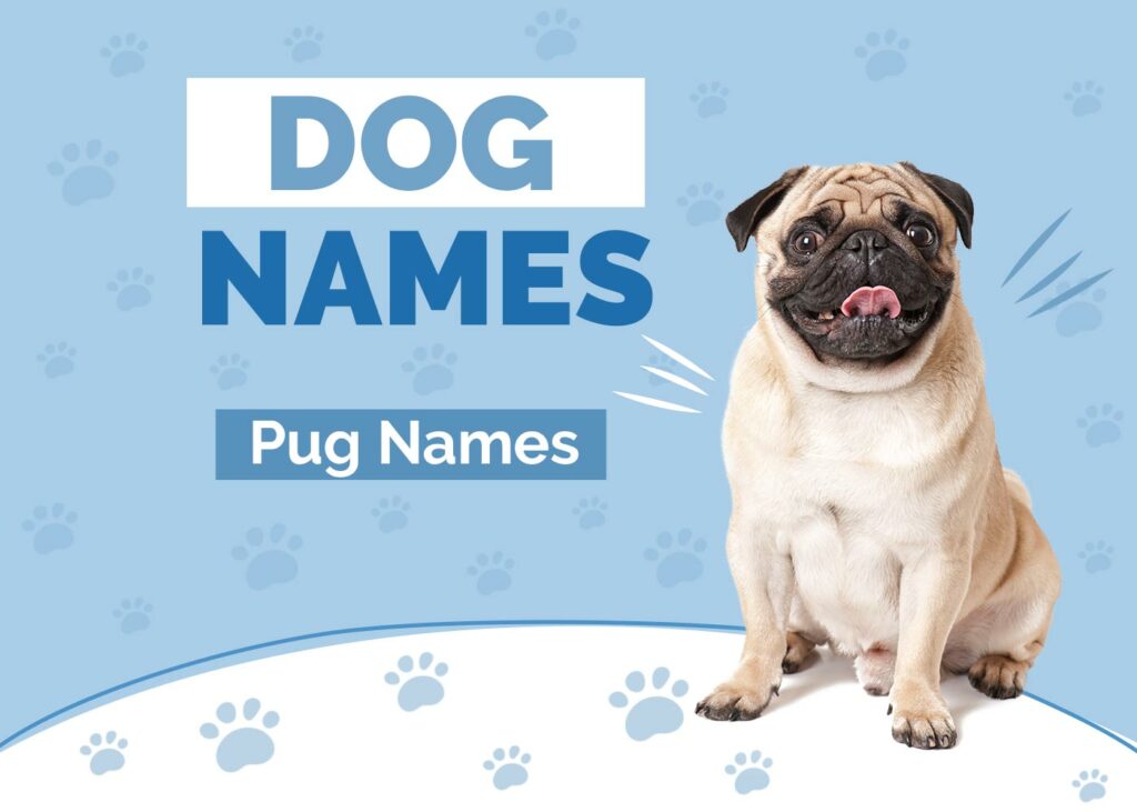 Pug Names