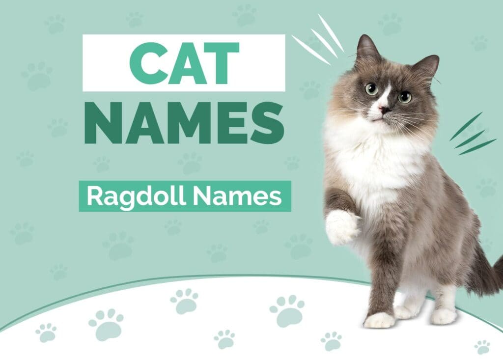 Ragdoll Cat Names