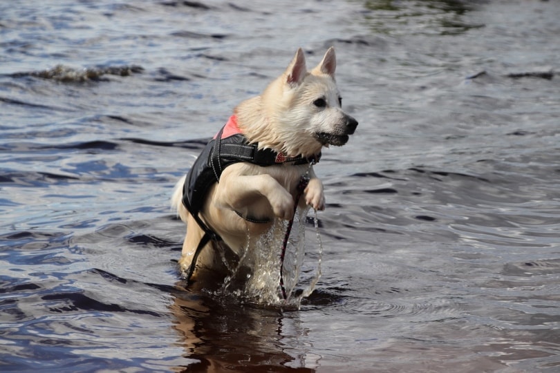 Norwegian Buhund swimming in the river