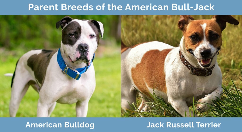 Parent Breeds of the American Bull Jack