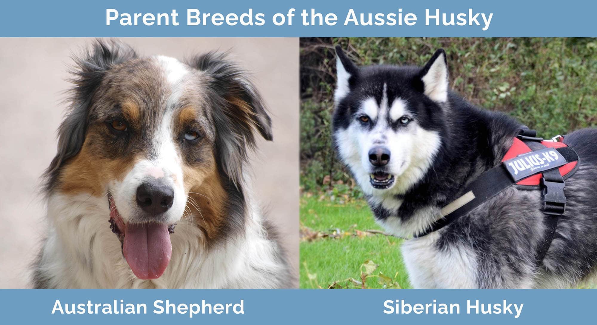 Aussie Husky (Australian Shepherd & Husky Mix): Info, Pictures