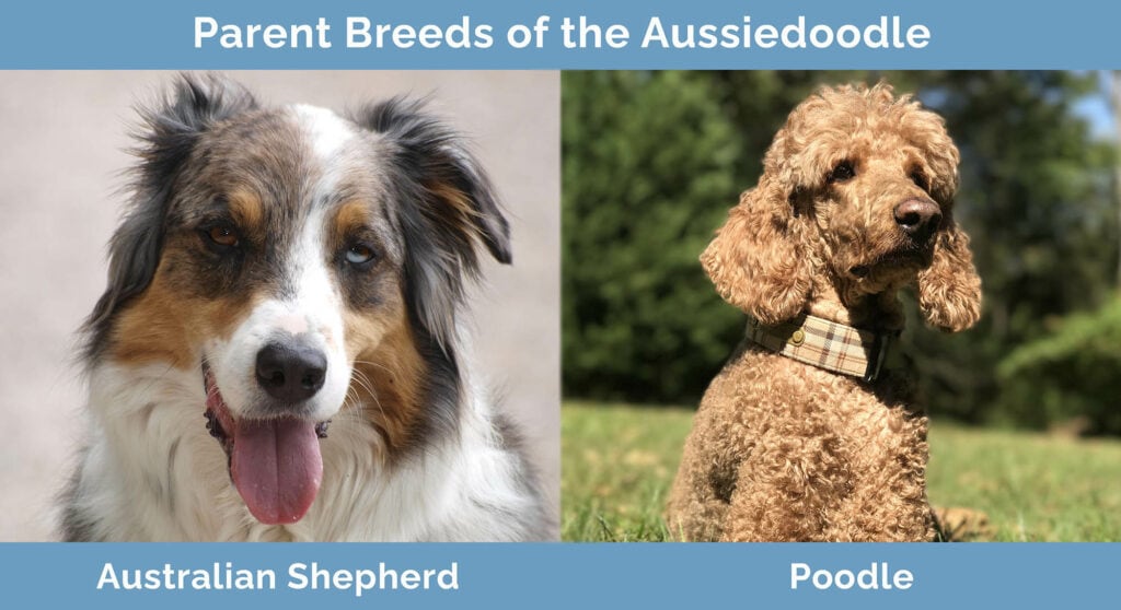 Parent Breeds of the Aussiedoodle