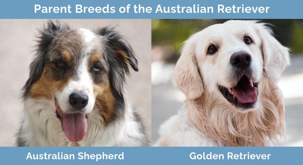 Parent Breeds of the Australian Retriever