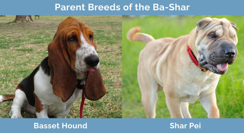 Parent Breeds of the Ba-Shar