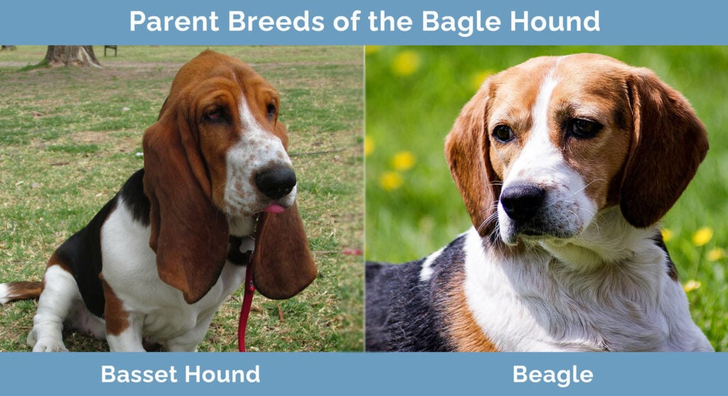 Parent Breeds of the Bagle Hound