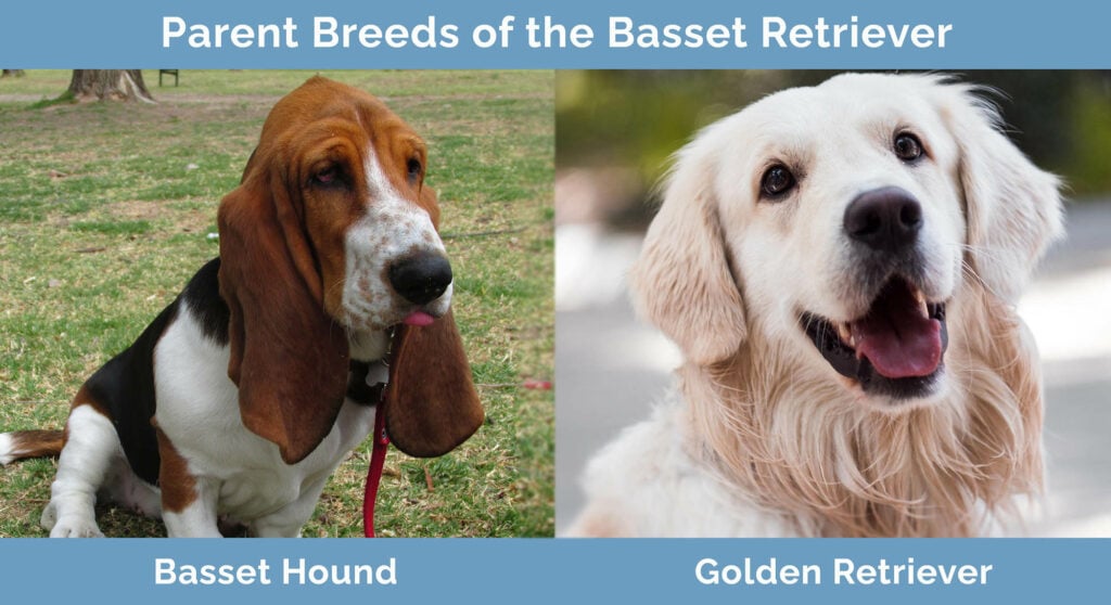 Parent Breeds of the Basset Retriever