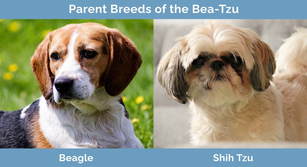 Parent Breeds of the Bea-Tzu