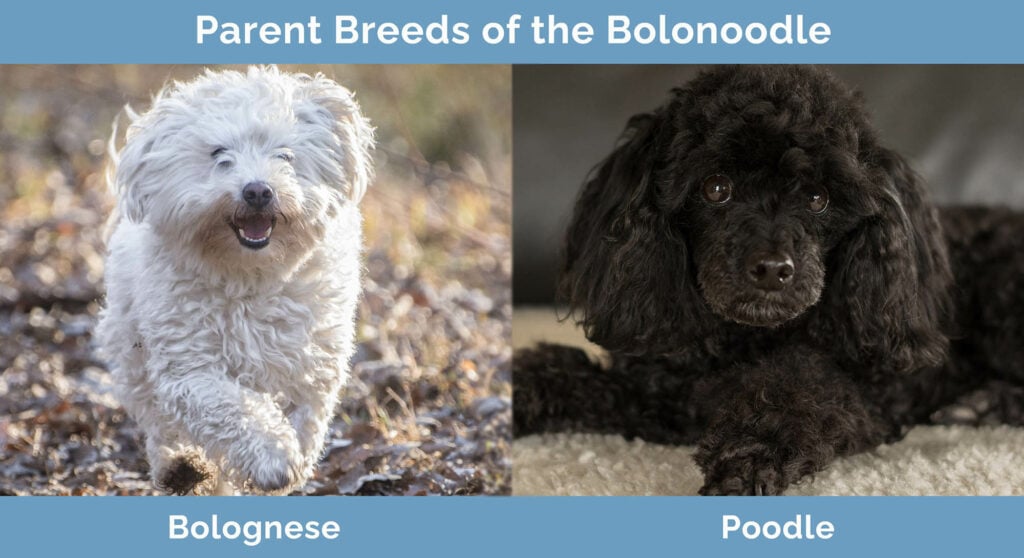 Parent Breeds of the Bolonoodle